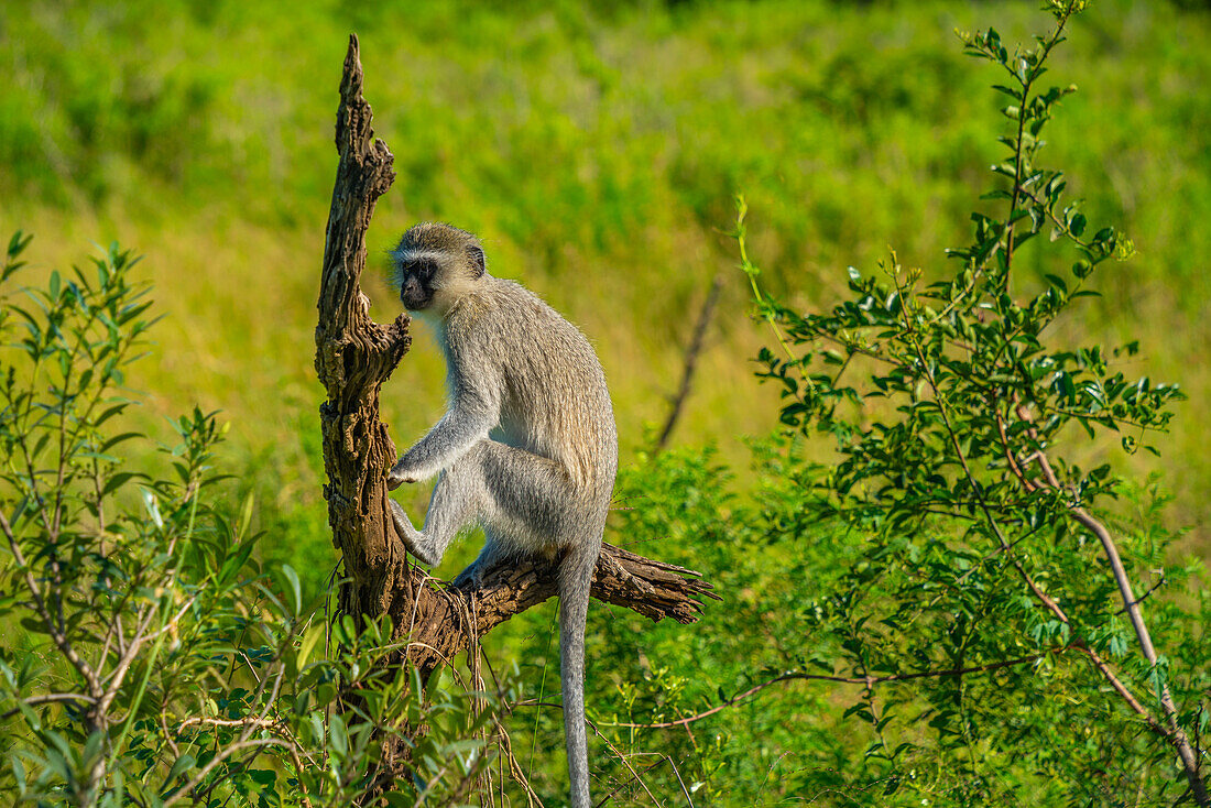 View of Vervet monkey in Hluhluwe-Imfolozi Park (Umfolozi), the oldest nature reserve in Africa, KwaZulu-Natal Province, South Africa, Africa