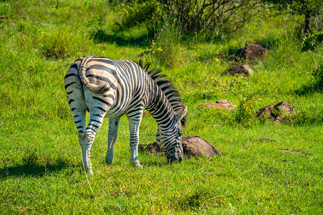 Blick auf ein Zebra auf einer Pirschfahrt im Krüger-Nationalpark, Südafrika, Afrika