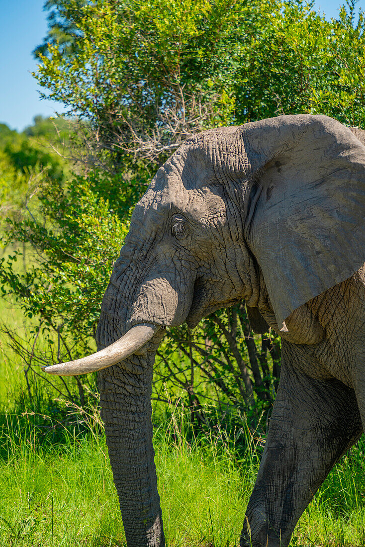 View of African elephant in its natural habitat, on game drive in Kruger National Park, South Africa, Africa