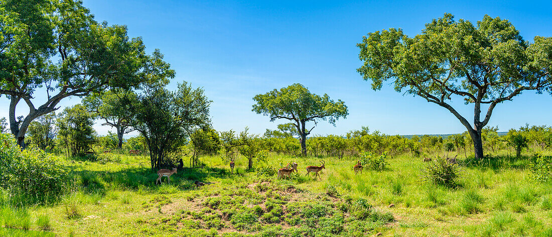 Blick auf junge Kudus auf Pirschfahrt im Krüger-Nationalpark, Südafrika, Afrika