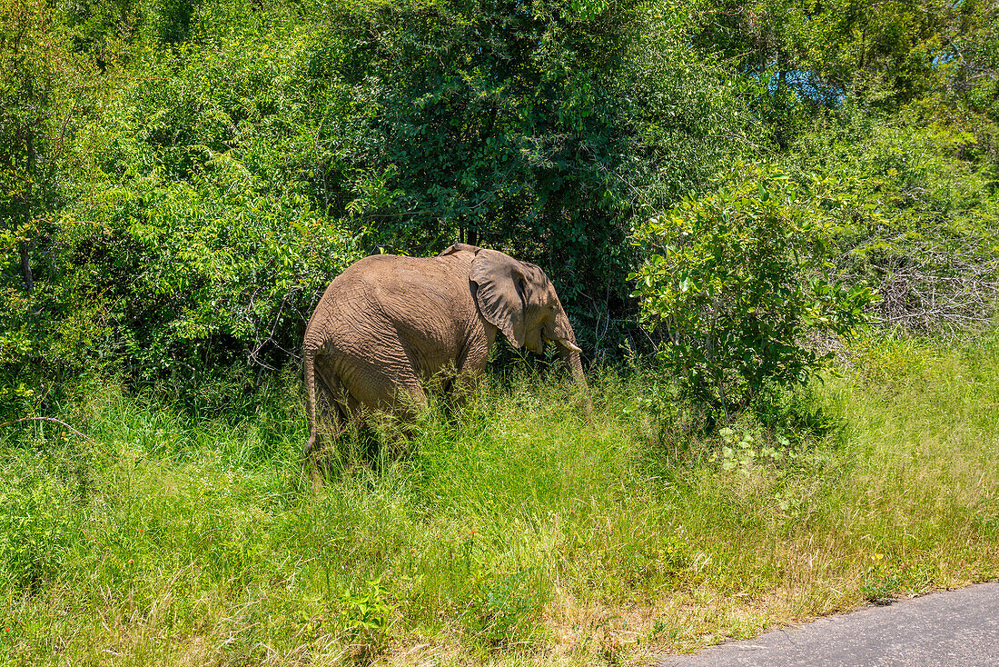 View of African elephant in its natural habitat, on game drive in Kruger National Park, South Africa, Africa