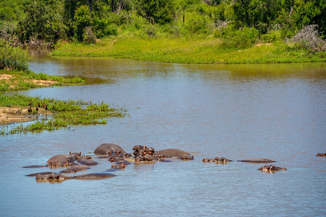 Blick auf Flusspferd (Hippopatamus amphibius), erwachsen, im Wasser, im Krüger-Nationalpark, Südafrika, Afrika