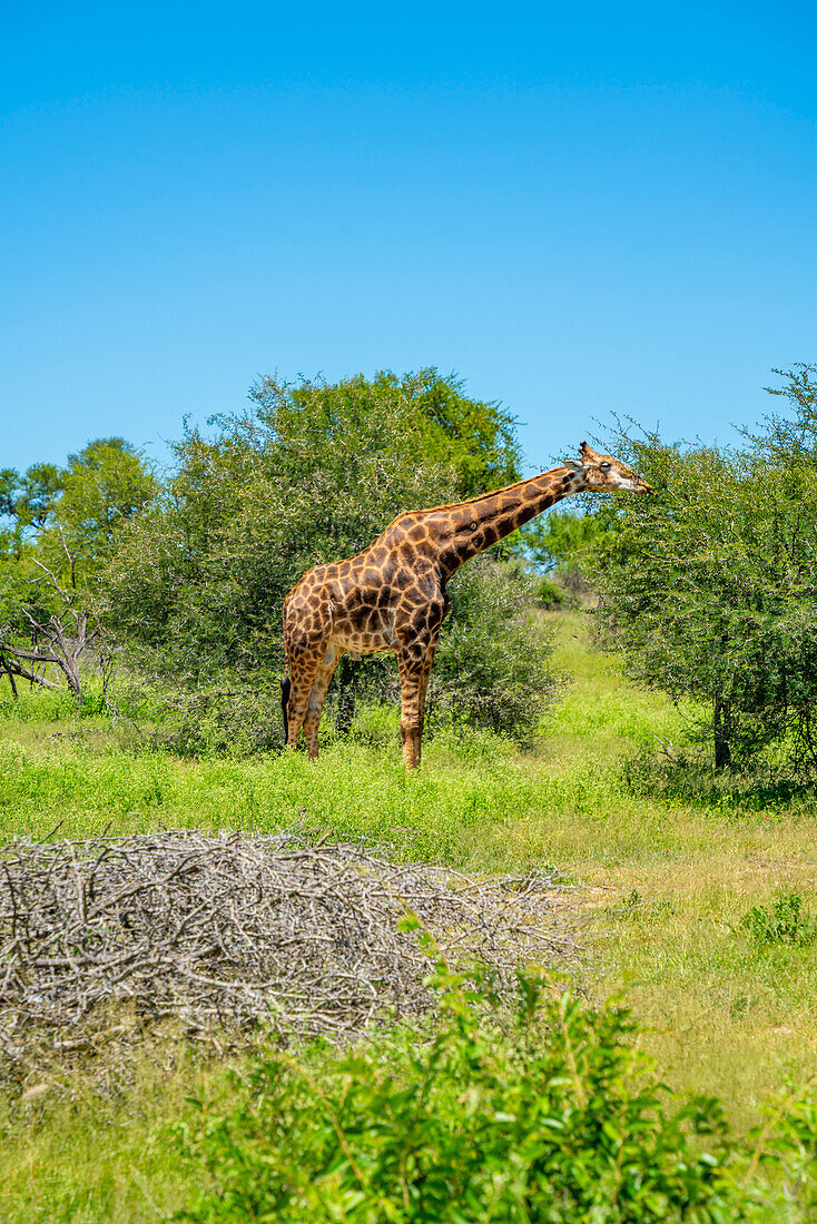 View of Southern giraffe (Giraffa camelopardalis giraffa) on game drive in Kruger National Park, South Africa, Africa