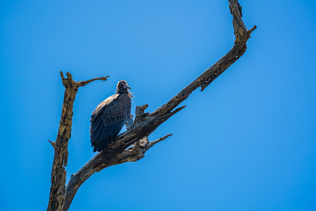 Blick auf Weißrückengeier (Gyps africanus) im Baum auf Pirschfahrt im Krüger-Nationalpark, Südafrika, Afrika