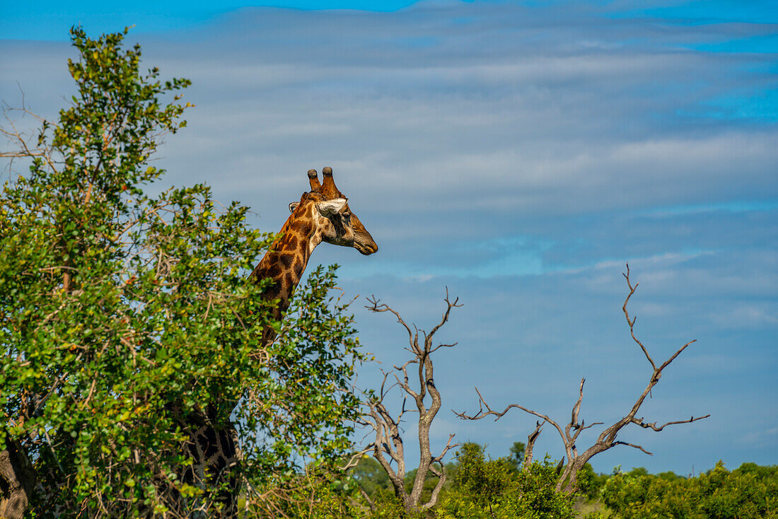 Blick auf eine Südliche Giraffe (Giraffa camelopardalis giraffa) auf einer Pirschfahrt im Krüger-Nationalpark, Südafrika, Afrika