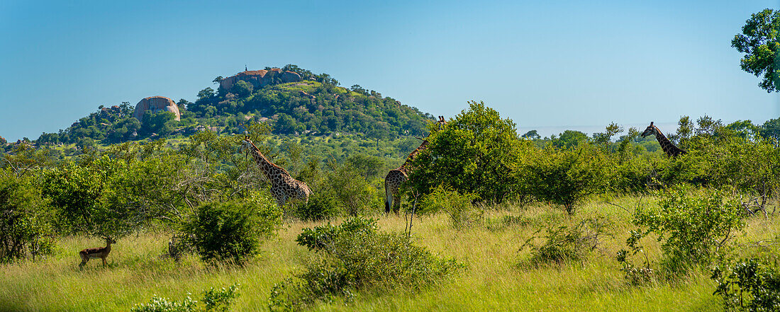 View of Southern giraffe (Giraffa camelopardalis giraffa) on game drive in Kruger National Park, South Africa, Africa