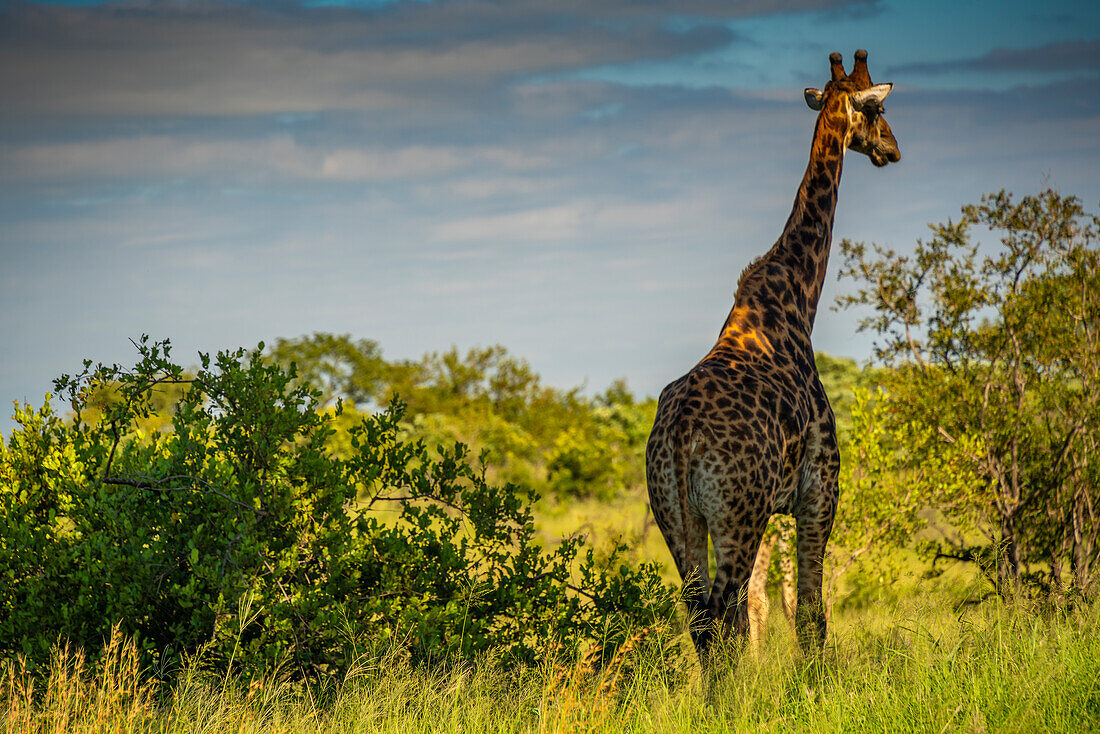 View of Southern giraffe (Giraffa camelopardalis giraffa) on game drive in Kruger National Park, South Africa, Africa