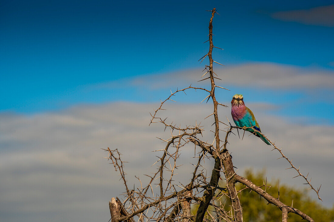 Blick auf eine Fliederbrustracke in einem Baum auf Pirschfahrt im Krüger-Nationalpark, Südafrika, Afrika