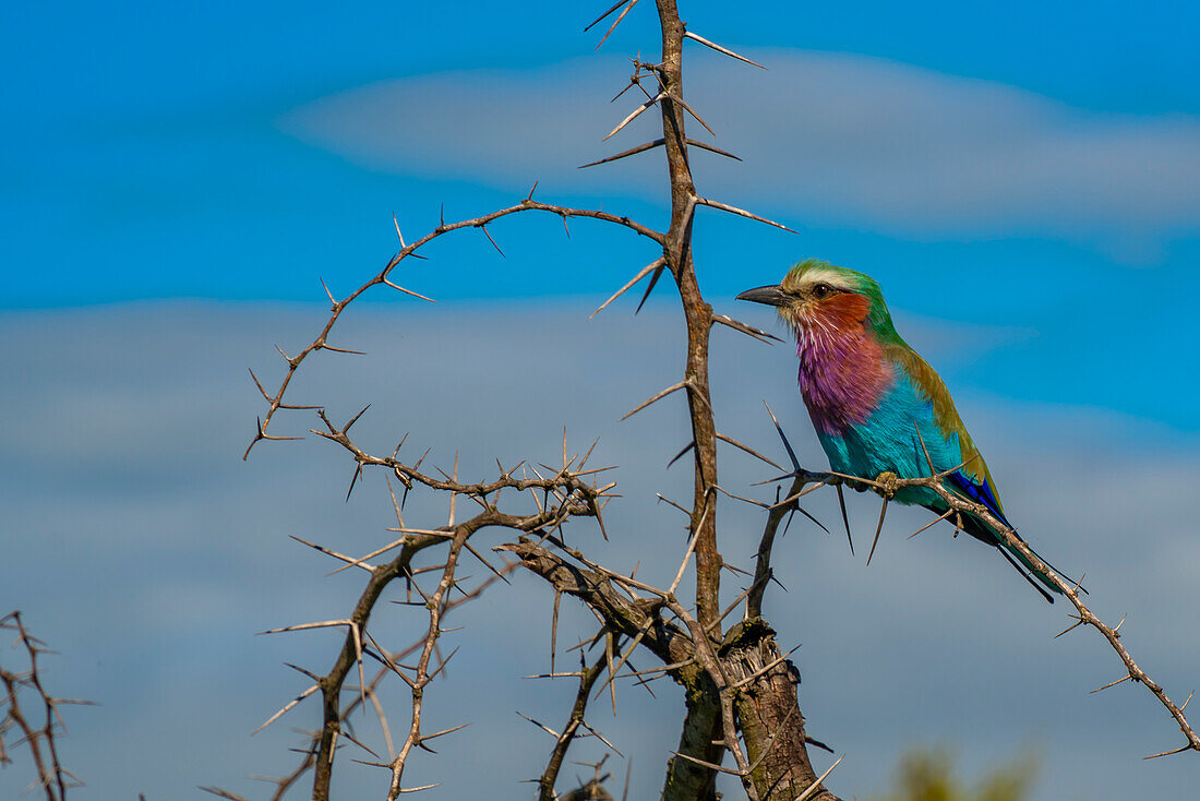 Blick auf eine Fliederbrustracke in einem Baum auf Pirschfahrt im Krüger-Nationalpark, Südafrika, Afrika