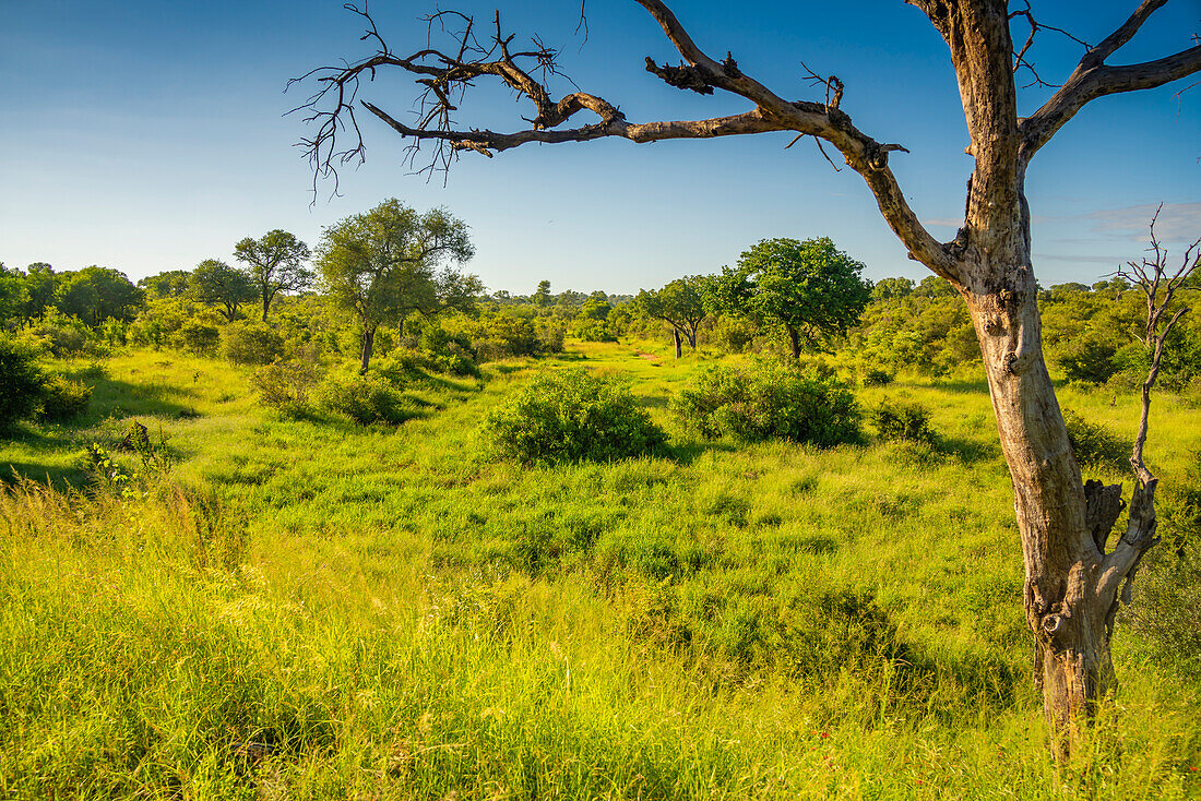 View of trees and bushes on game drive in Kruger National Park, South Africa, Africa