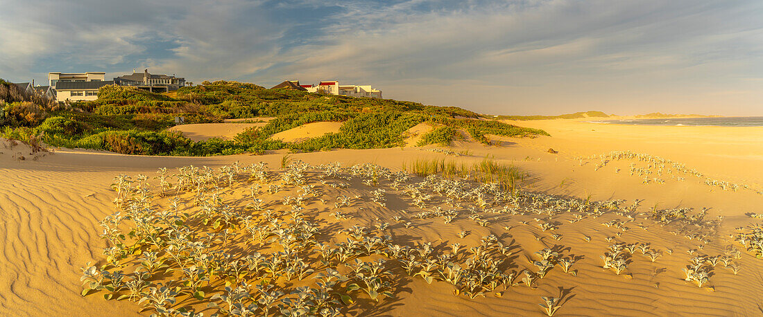 Blick auf Sanddünen und Strand, Kap St. Francis, Ostkap-Provinz, Südafrika, Afrika