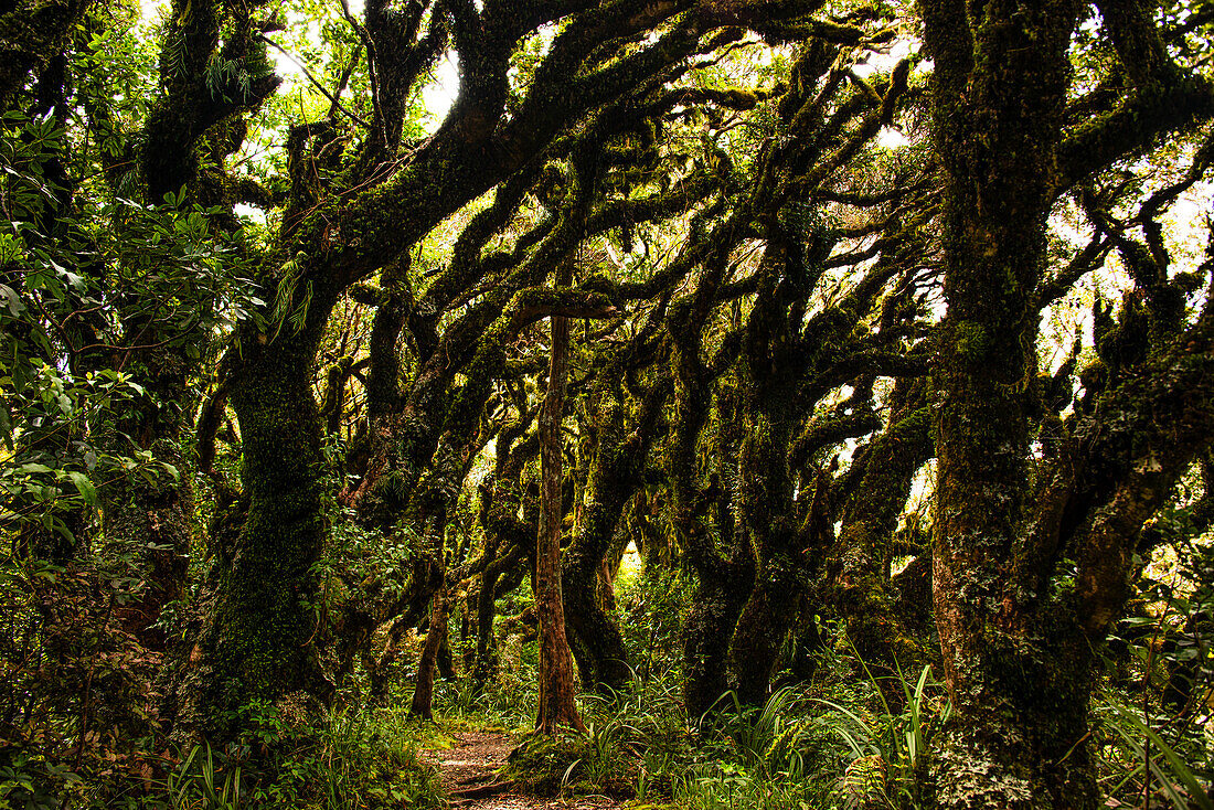 Tropical plants deep in a lush overgrown forest, Jungle of Mount Taranaki, North Island, New Zealand, Pacific