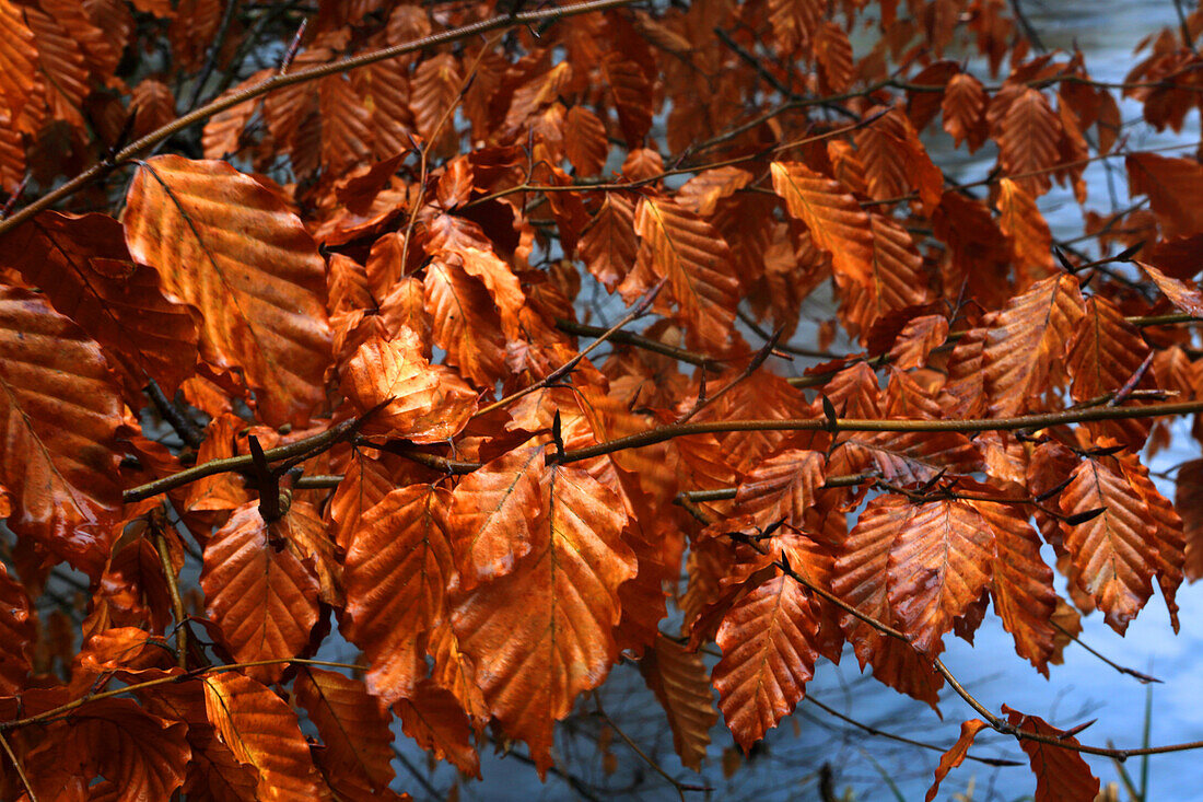 Blattdetail im Wald bei Tarr Steps, Exmoor National Park, Somerset, England, Vereinigtes Königreich, Europa