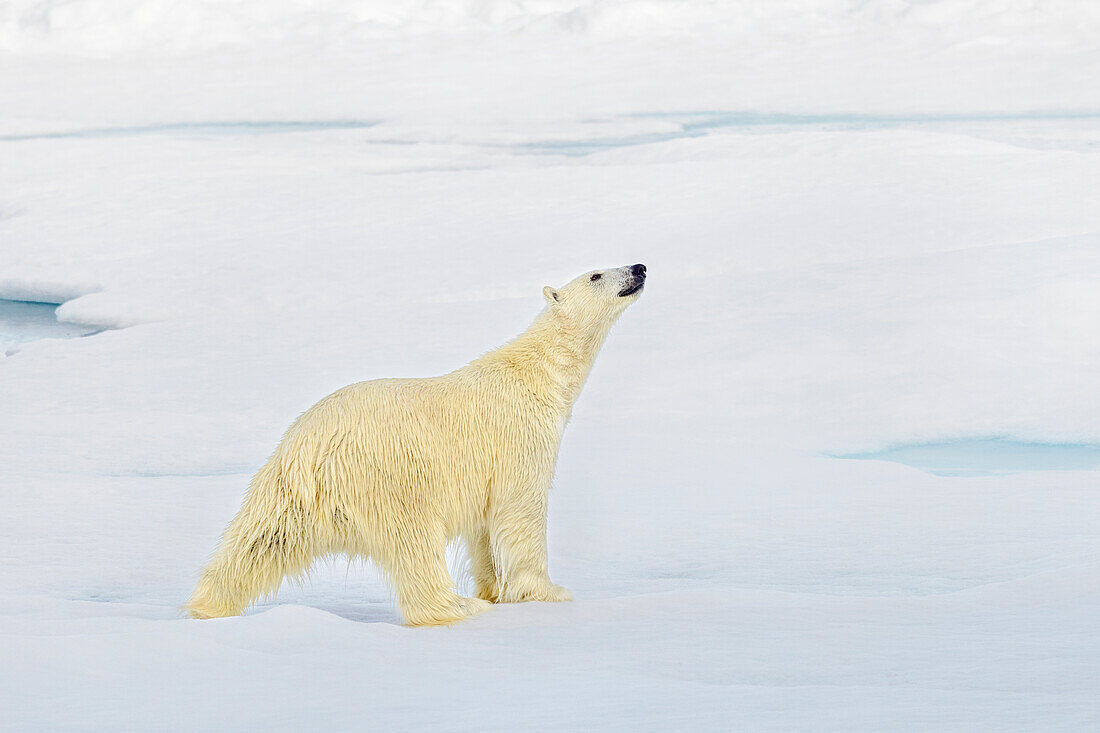 Ausstrecken, Eisbär auf dem arktischen Schelfeis, Svalbard und Jan Mayen, Norwegen, Europa