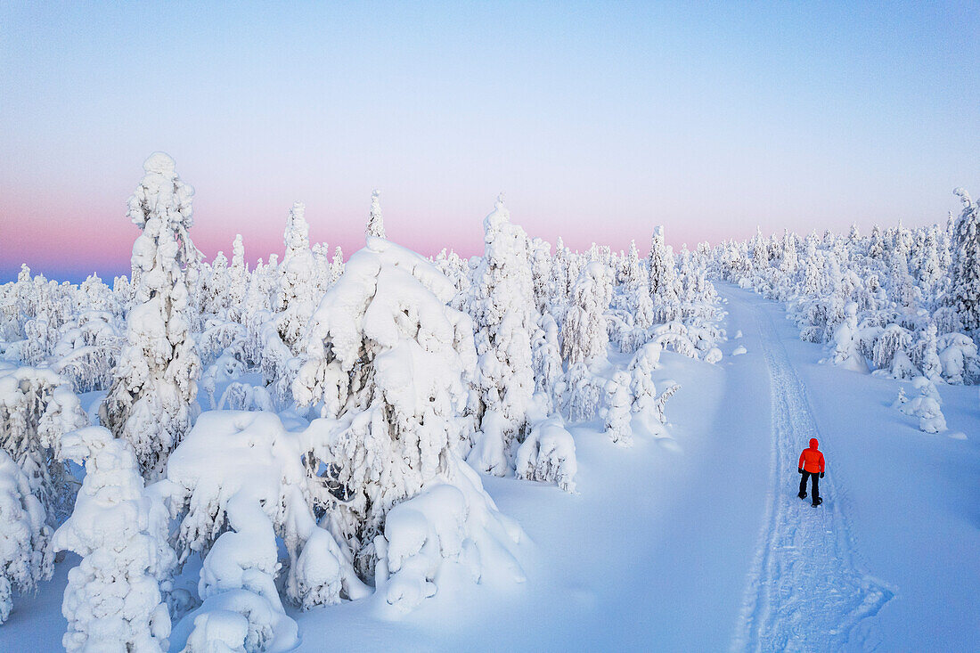 Aerial winter view of a hiker walking the snowy hill with trees covered with snow and ice at dusk, Mustavaara, Pallas-Yllastunturi National Park, Muonio, Finnish Lapland, Finland, Scandinavia, Europe