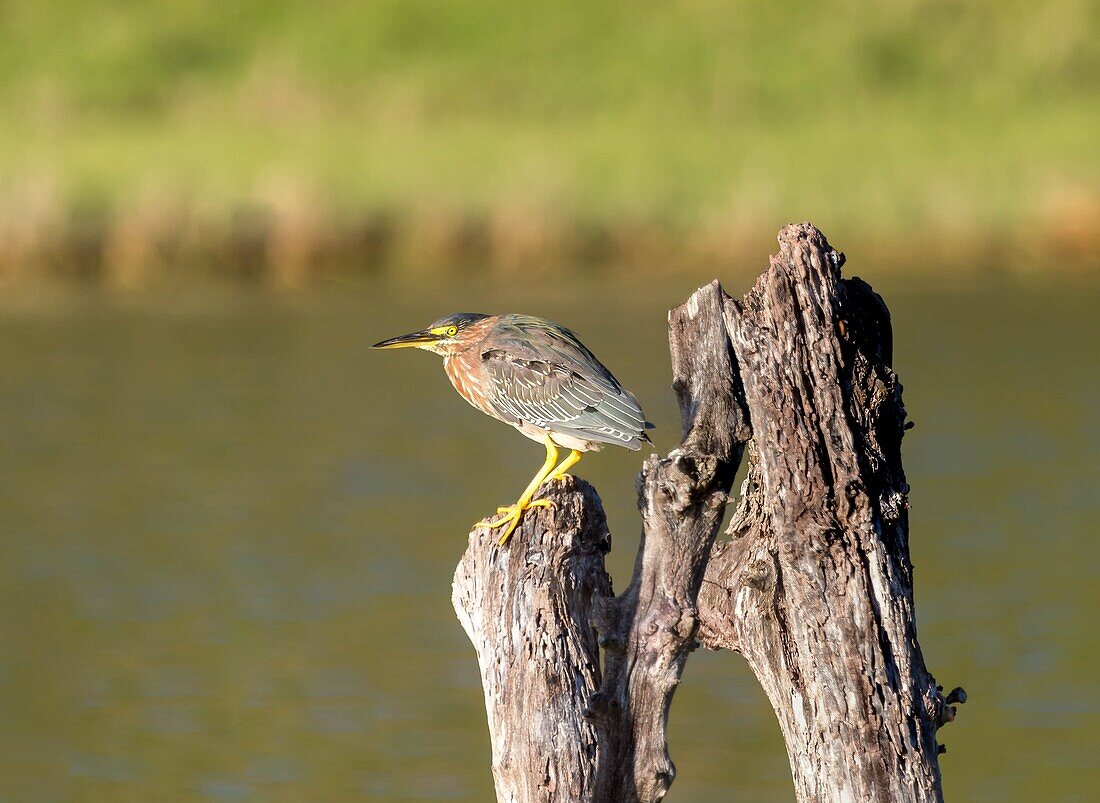 Green Heron (Butorides virescens) at Spittal Pond, Smiths, Bermuda, North Atlantic, North America