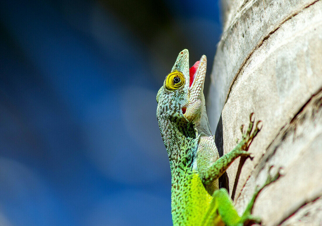 Antiguanische Anolis-Eidechse (Anolis Leachii), Bermuda, Nordatlantik, Nordamerika