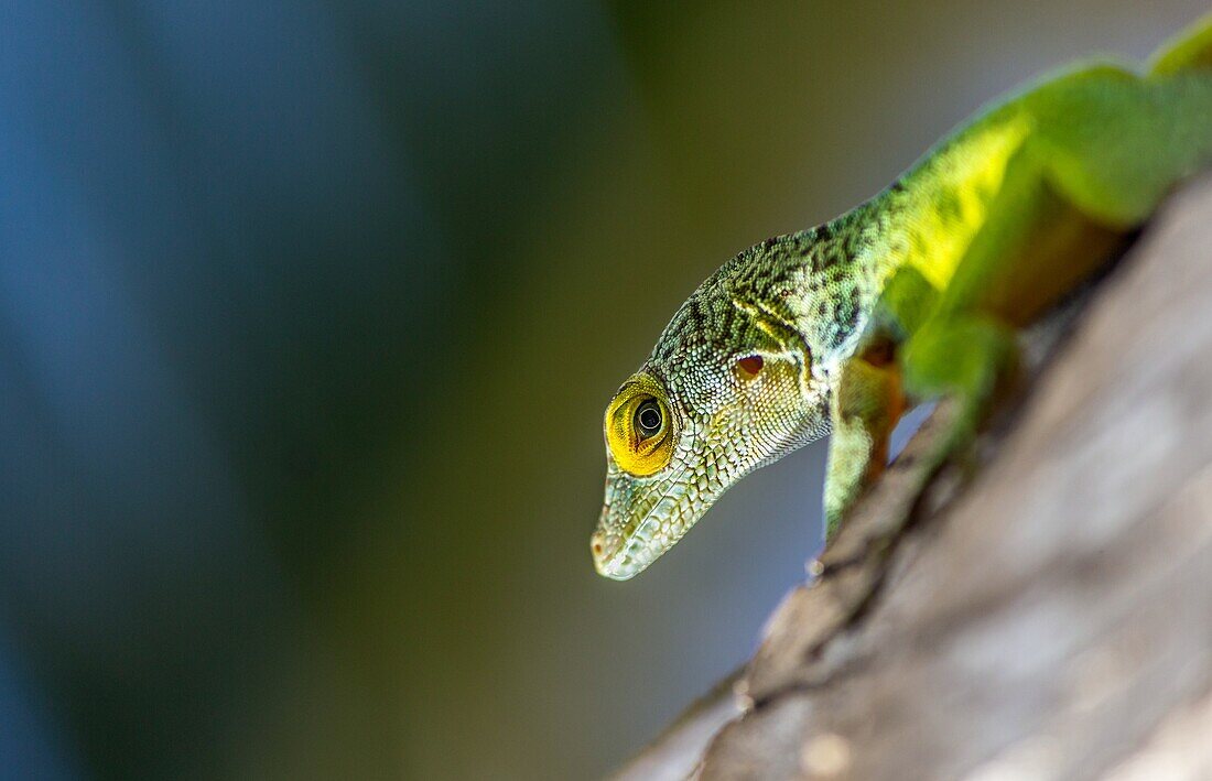 Antiguanische Anolis-Eidechse (Anolis Leachii), Bermuda, Nordatlantik, Nordamerika