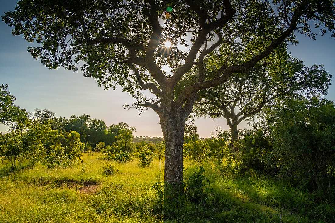 View of trees and bushes on game drive in Kruger National Park, South Africa, Africa