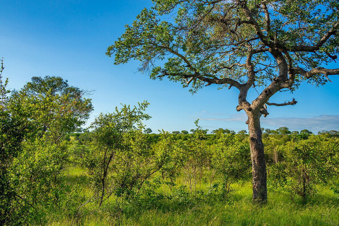 View of trees and bushes on game drive in Kruger National Park, South Africa, Africa