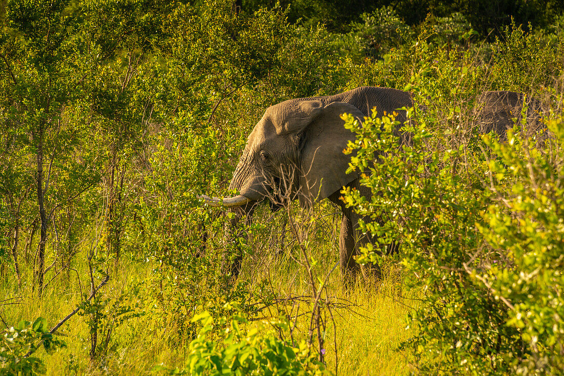 Blick auf einen afrikanischen Elefanten in seinem natürlichen Lebensraum auf einer Pirschfahrt im Krüger-Nationalpark, Südafrika, Afrika