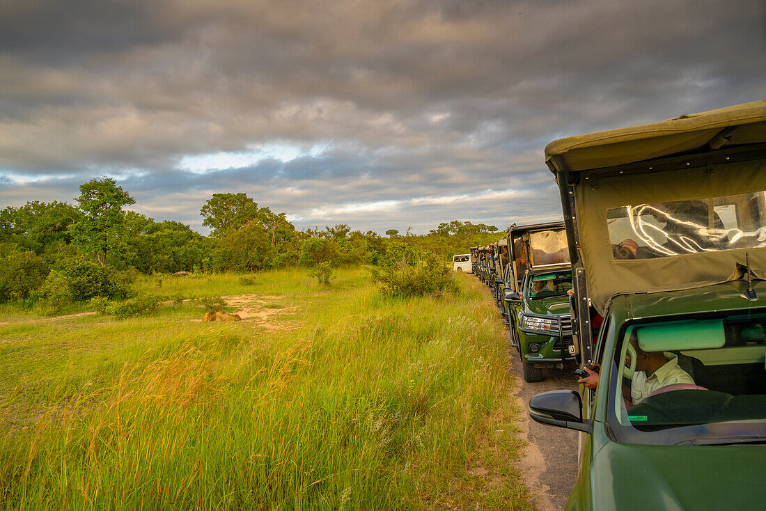 View of Ingonyama the Swazi name for lion and line of vehicles on game drive in Kruger National Park, South Africa, Africa