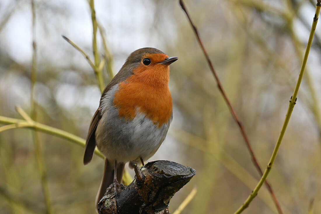 European Robin, United Kingdom, Europe