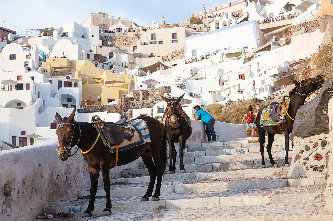 Donkeys used for transport on the beautiful island of Santorini, Cyclades, Greek Islands, Greece, Europe