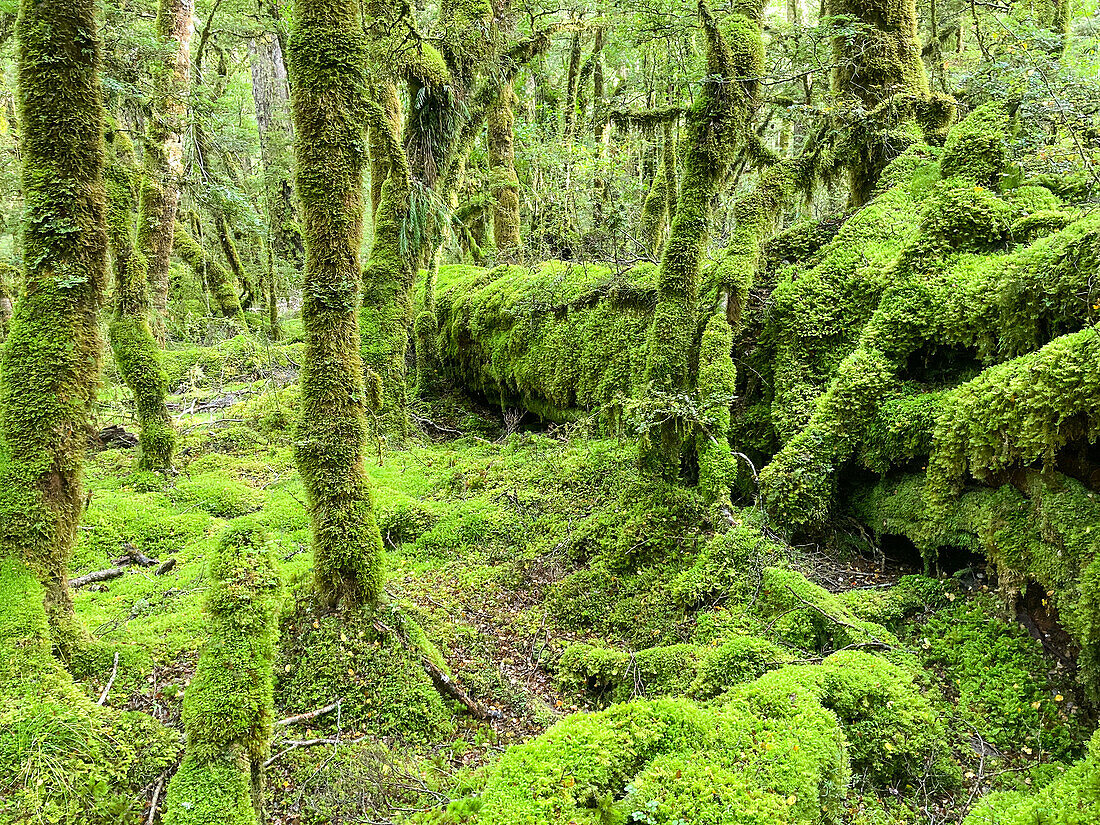 Moosbewachsene Waldpfade im Fiordland-Nationalpark, UNESCO-Weltnaturerbe, Te Anau, Südinsel, Neuseeland, Pazifik