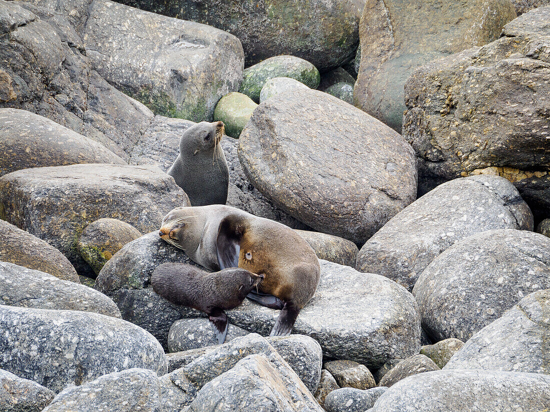 Ein säugendes Robbenbaby und eine schlafende Mutter, Teil der Robbenkolonie in der Tauranga Bay vor Cape Foulwind, Westküste, Südinsel, Neuseeland, Pazifik