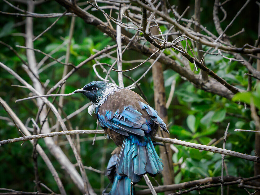 Der Tui, ein schöner spottdrosselähnlicher Singvogel, im Tiritiri Matangi Inselschutzgebiet, Hauraki Golf, Nordinsel, Neuseeland, Pazifik