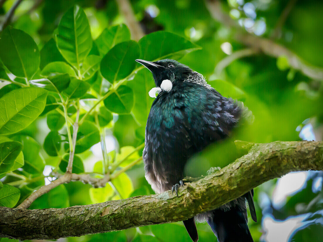 Der Tui, ein schöner spottdrosselähnlicher Singvogel, im Tiritiri Matangi Inselschutzgebiet, Hauraki Golf, Nordinsel, Neuseeland, Pazifik