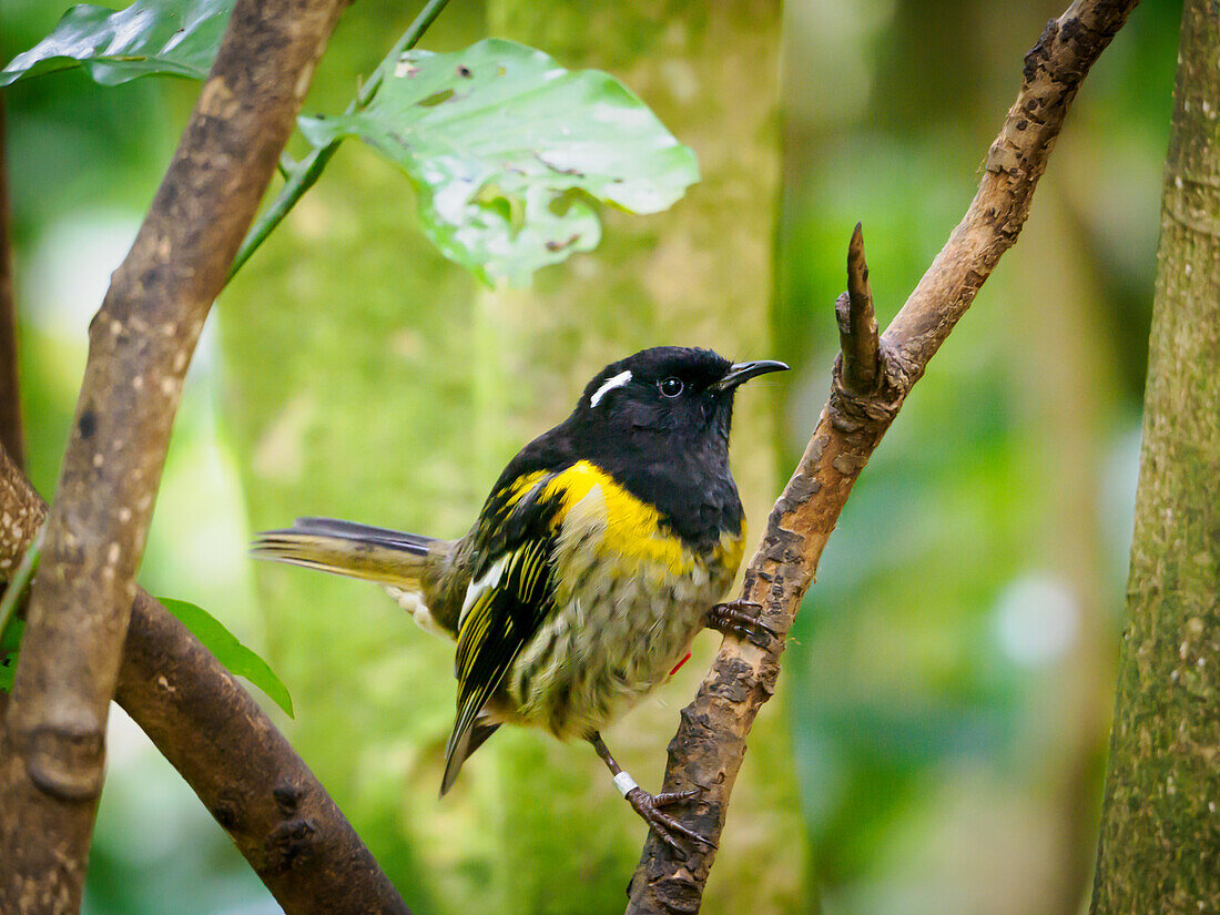 Stitchbirds, die in den 1880er Jahren auf dem Festland ausgestorben sind, aber auf raubtierfreien Inseln überlebt haben und in Schutzgebieten wie Tiritiri Matangi wieder angesiedelt werden, Hauraki-Golf, Nordinsel, Neuseeland, Pazifik