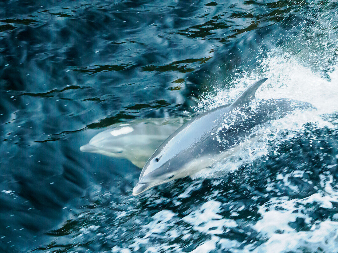 Dolphins in Doubtful Sound, Fiordland National Park, Te Wahipounamu, UNESCO World Heritage Site, South Island, New Zealand, Pacific