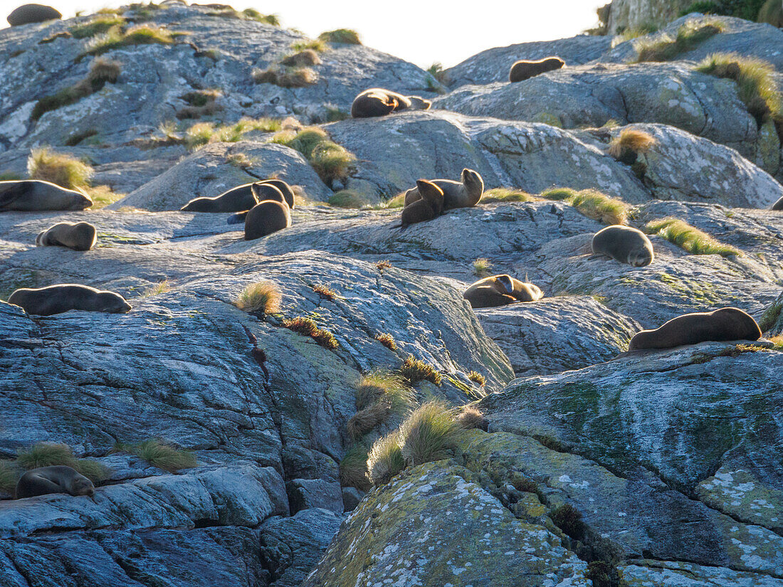 Fur seals sunning themselves on a rock at the mouth of Doubtful Sound, Fiordland, South Island, New Zealand, Pacific