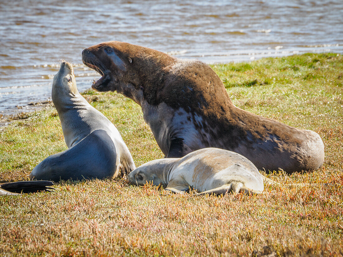 Seltene neuseeländische Seelöwen am Hoopers Inlet auf der Otago-Halbinsel, Otaago, Südinsel, Neuseeland, Pazifik