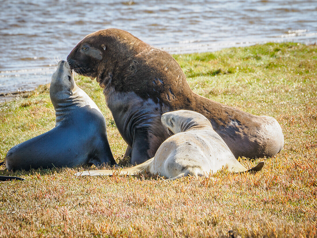 Rare New Zealand sea lions at Hoopers Inlet on Otago Peninsula, Otaago, South Island, New Zealand, Pacific