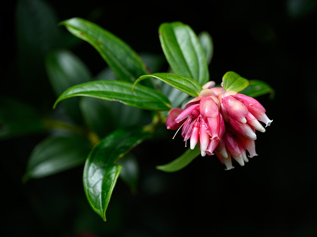 Blumen im Nebelwald, Costa Rica, Mittelamerika