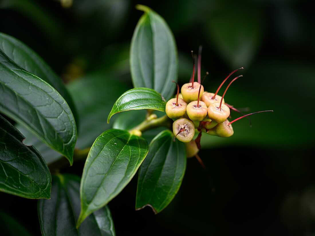 Blumen im Nebelwald, Costa Rica, Mittelamerika