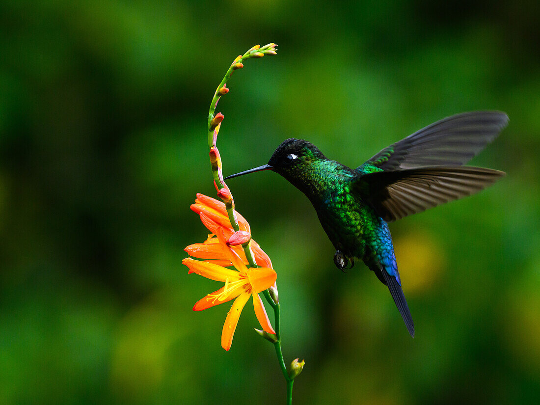 Fiery Throated hummingbird, Costa Rica, Central America