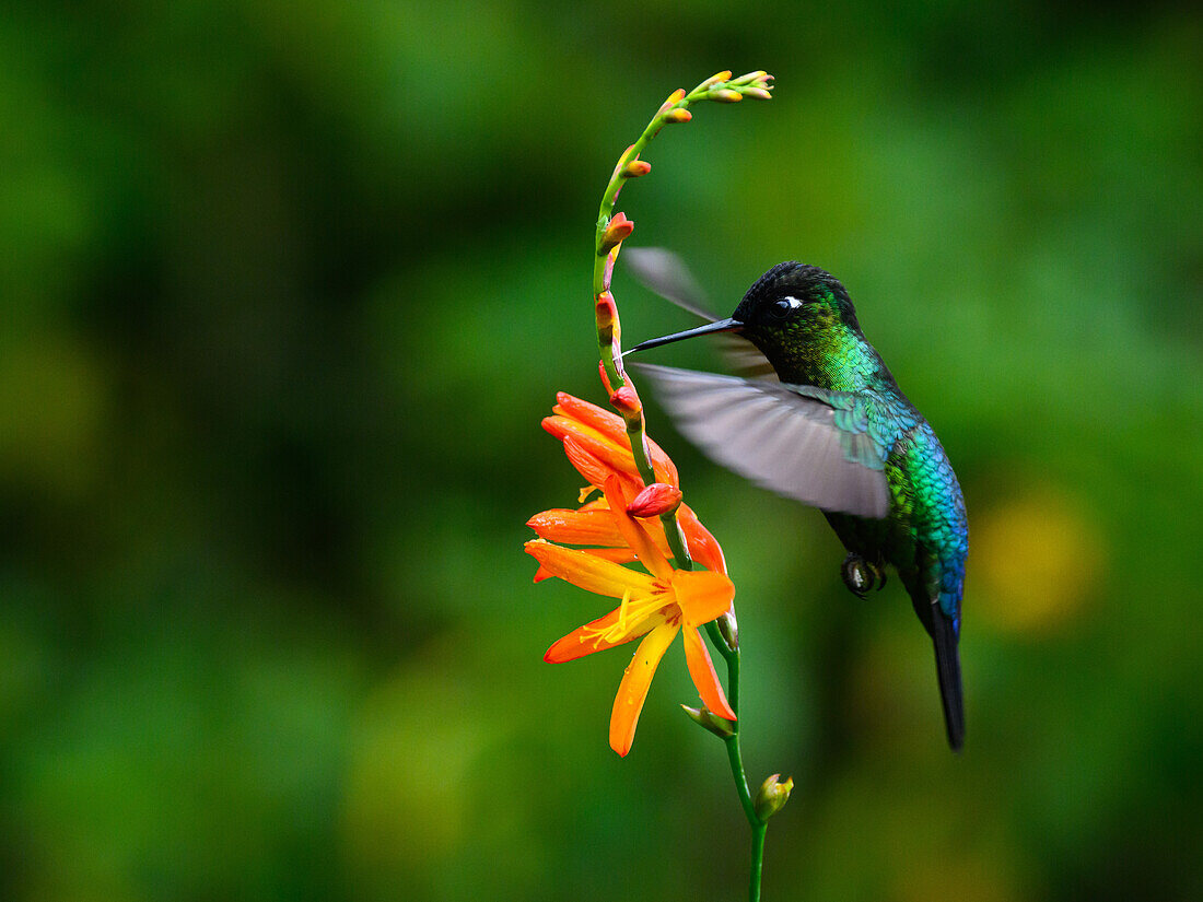 Fiery Throated hummingbird, Costa Rica, Central America