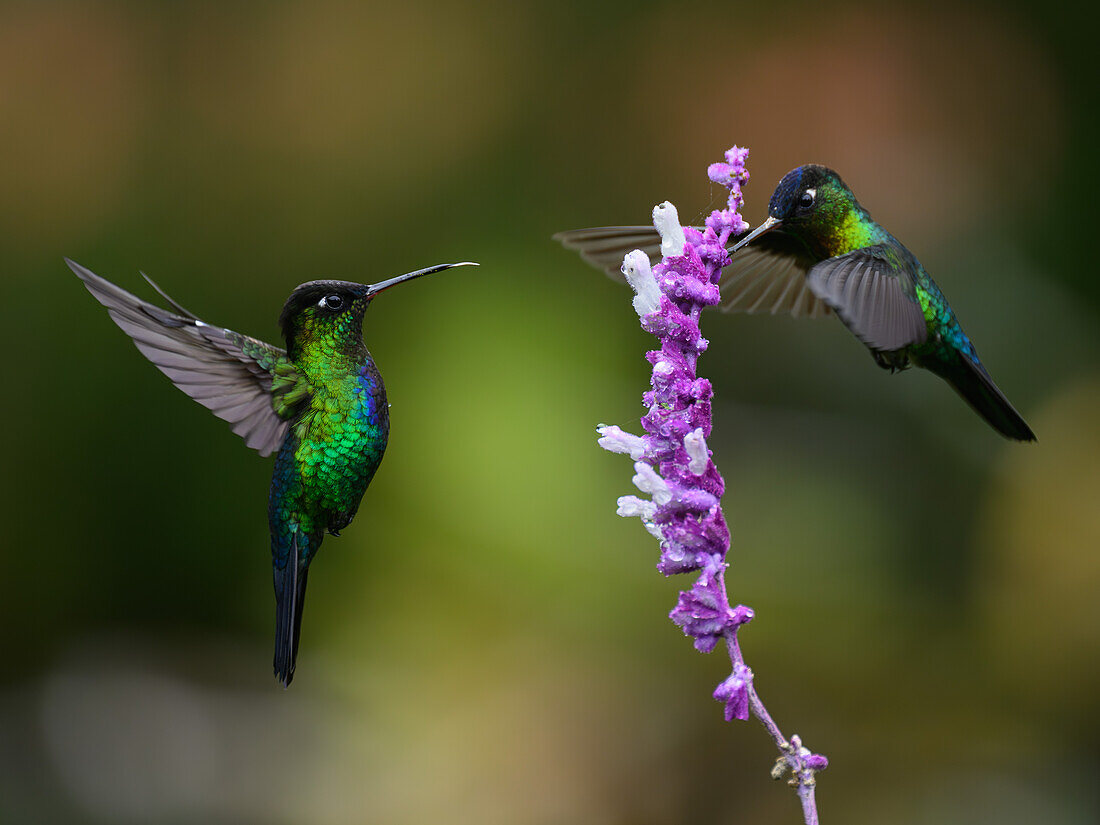 Fiery Throated hummingbird, Costa Rica, Central America