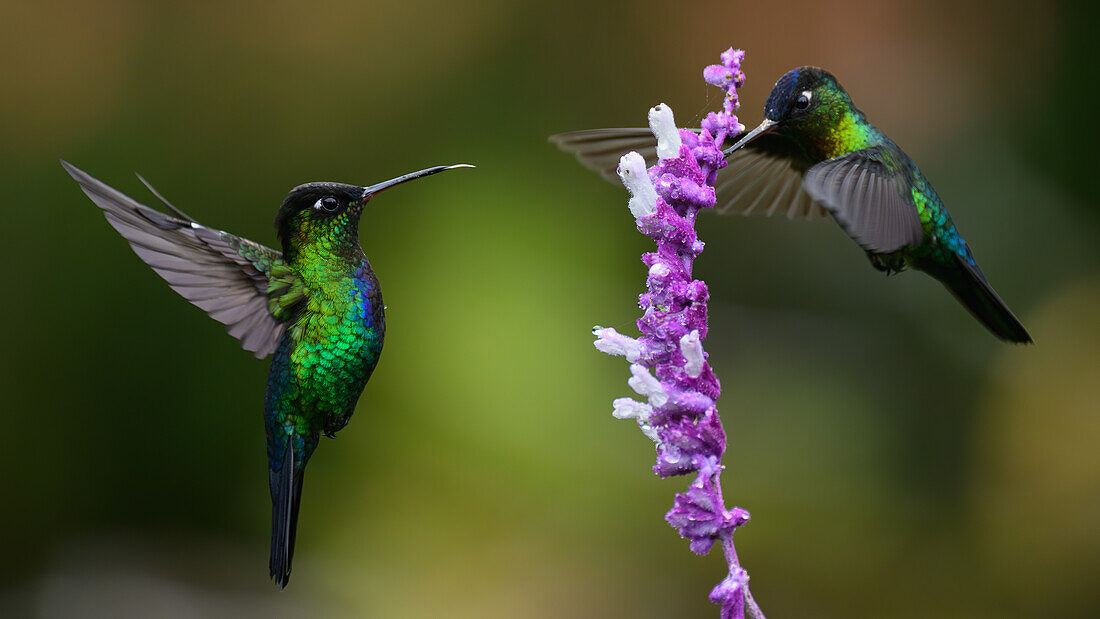 Fiery Throated hummingbird, Costa Rica, Central America