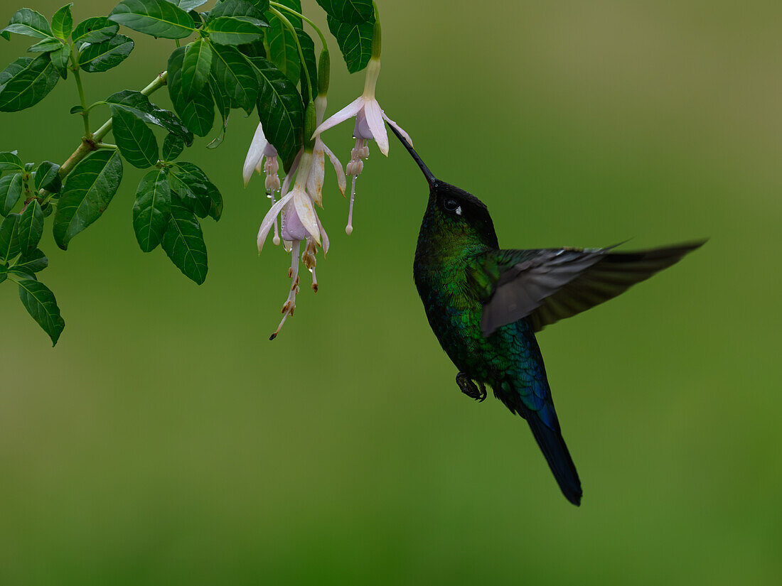 Fiery Throated hummingbird, Costa Rica, Central America