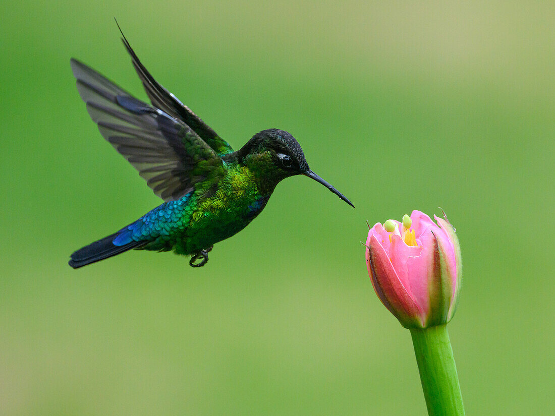 Fiery Throated hummingbird, Costa Rica, Central America