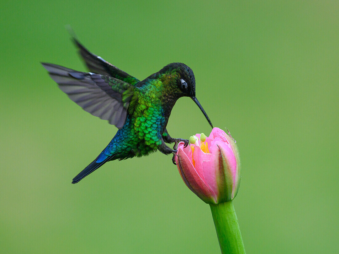 Fiery Throated hummingbird, Costa Rica, Central America