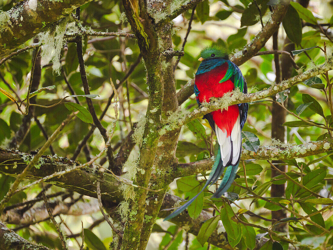 Prachtquetzal, Costa Rica, Mittelamerika