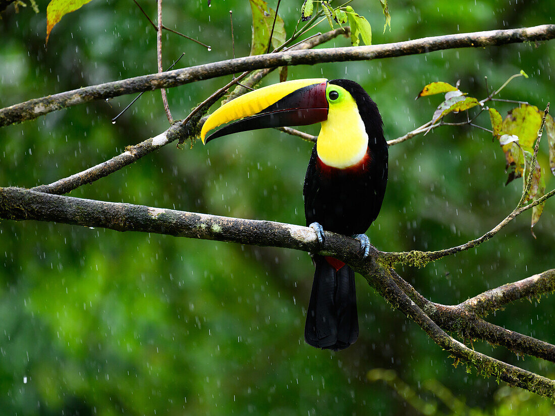 Schwarzer Mandibeltukan, Costa Rica, Mittelamerika