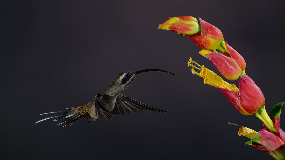 Langschnabel-Einsiedlerkolibri, Costa Rica, Mittelamerika