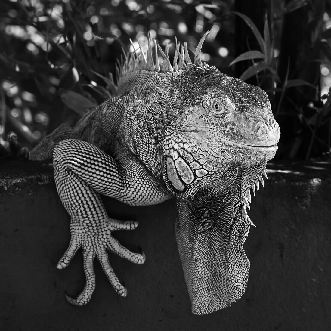 Green Iguana, Costa Rica, Central America